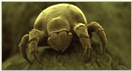 dust mites